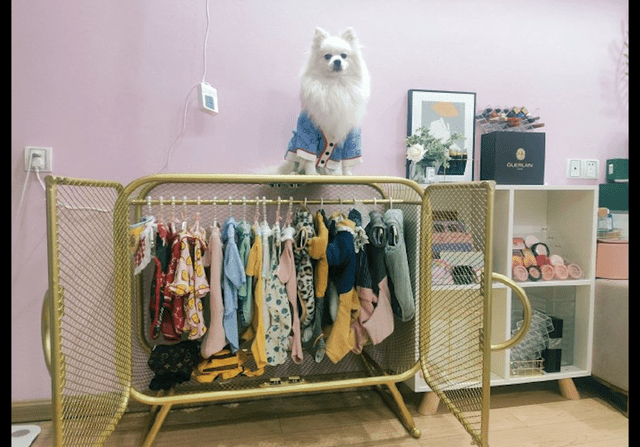 老婆给狗买了个专属衣柜,狗狗站在上面显摆:家庭地位一目了然!