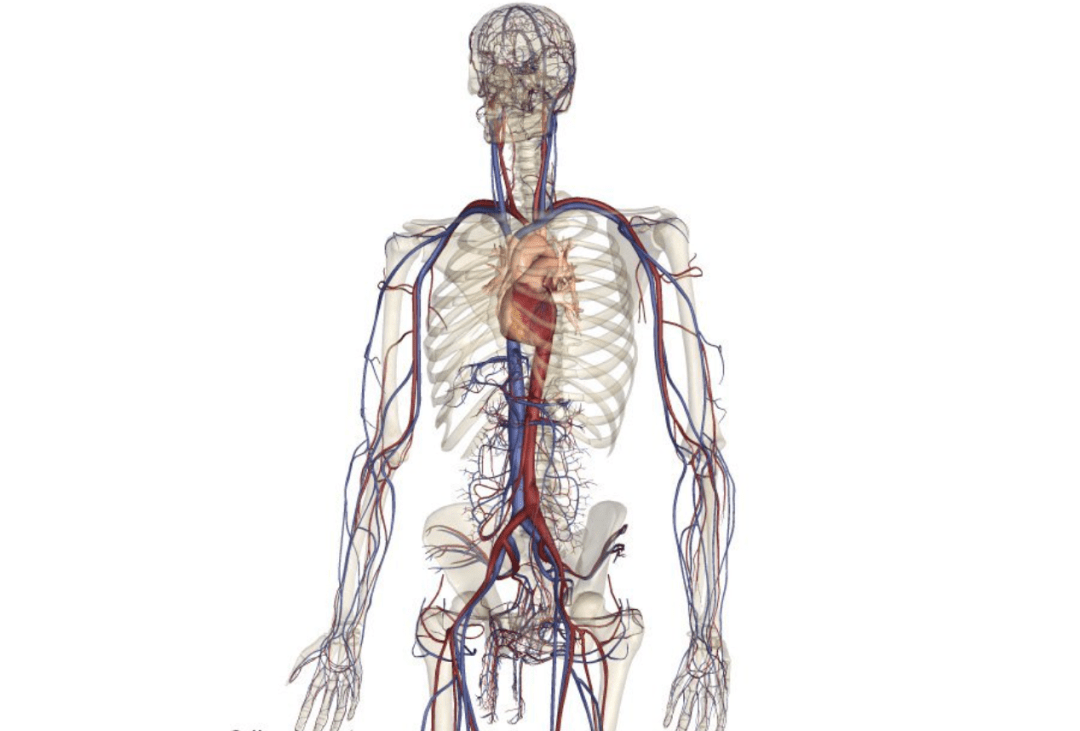 人体内分布着很多条血管,这些血管就像是羊肠小道,通向我们身体的每