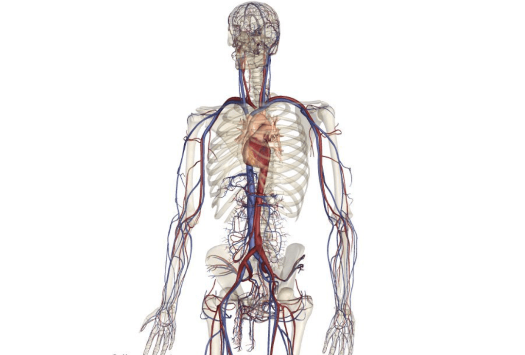 人体血管分布图背部图片