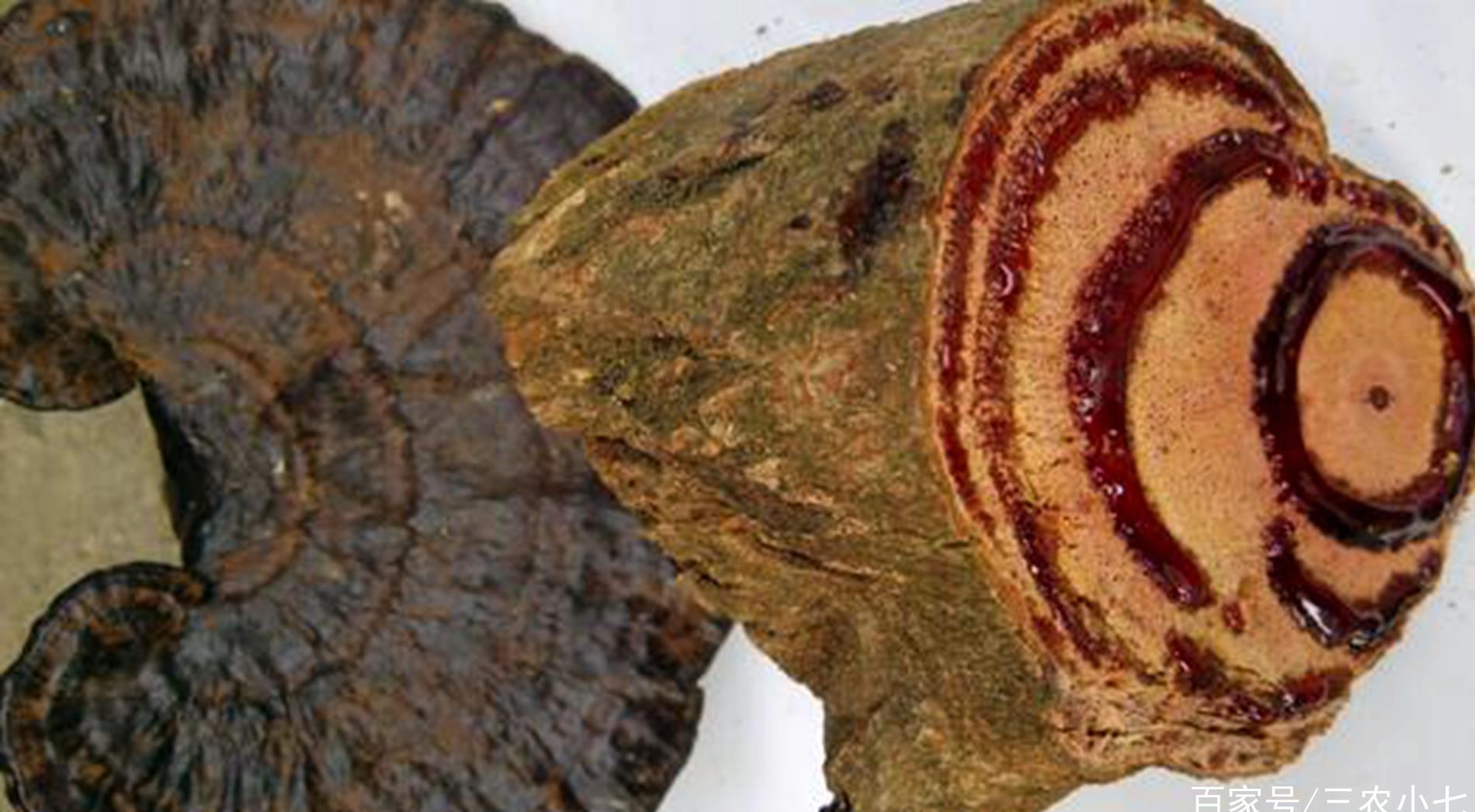 不管出于什么原因这种植物别砍伐若有大片野生的发财机会来了