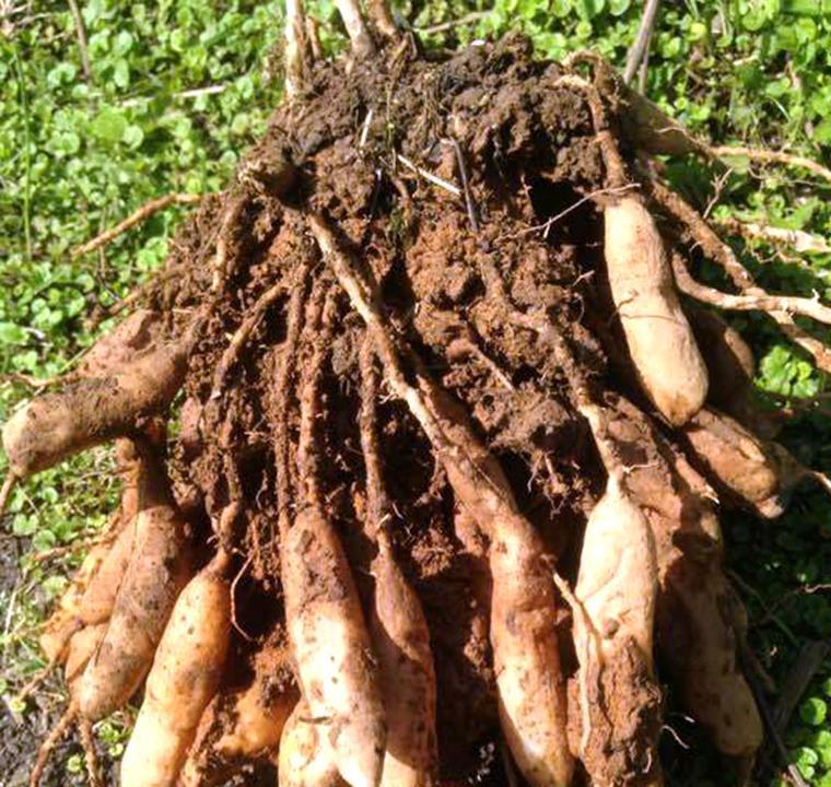其实,城里人之所以爱到农村去采挖野菜,无非是觉得农村的野菜没有