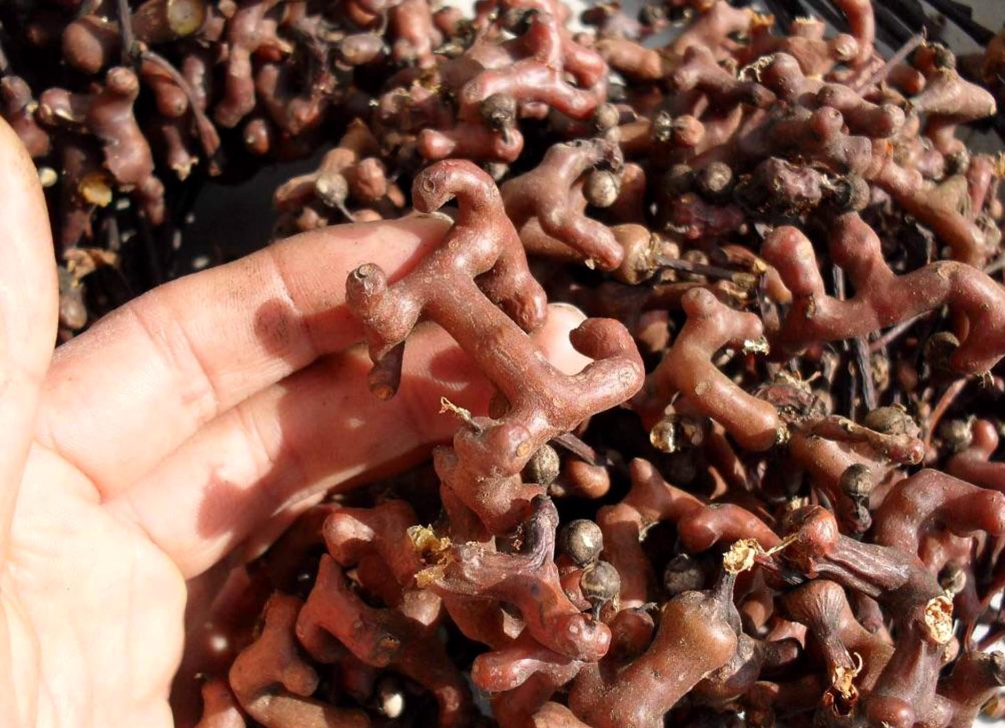 卍字果马上成熟您准备好酒了吗生吃也很甜泡酒更好喝