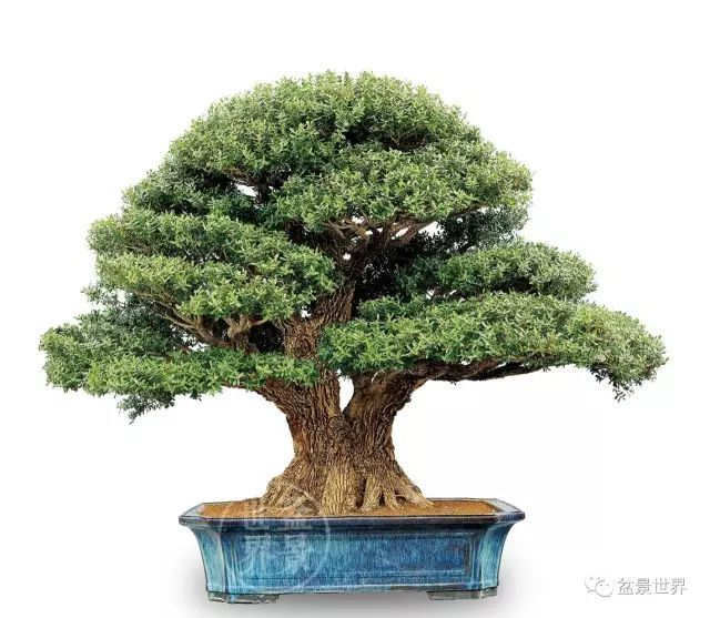 最美的100盆黄杨盆景