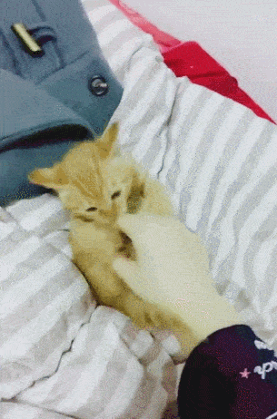 猫咪被主人挠痒,表情放大浮夸,演技足足赚满100分!