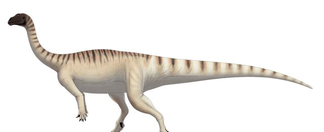 一些关于羊膜卵的最早化石记录来自于像鼠龙(mussaurus)这样的恐龙