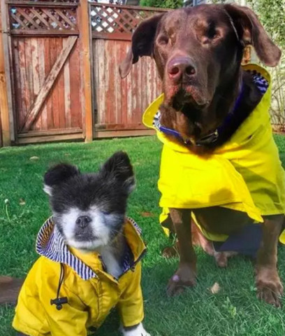 原创主人收养了两只失明的狗给予它们爱的眼睛向爱心的人致敬