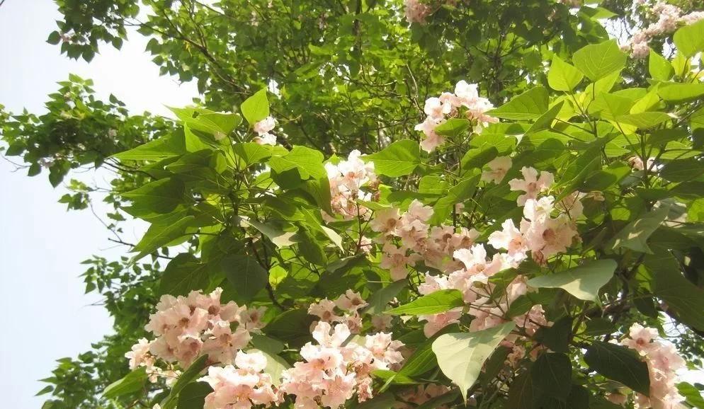 盛林苗木:开花时令人惊艳的楸树,美貌怡人,惹人喜爱,美丽非常!