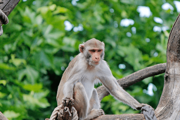 葡萄对生肖猴运势影响(葡萄吉利吗)