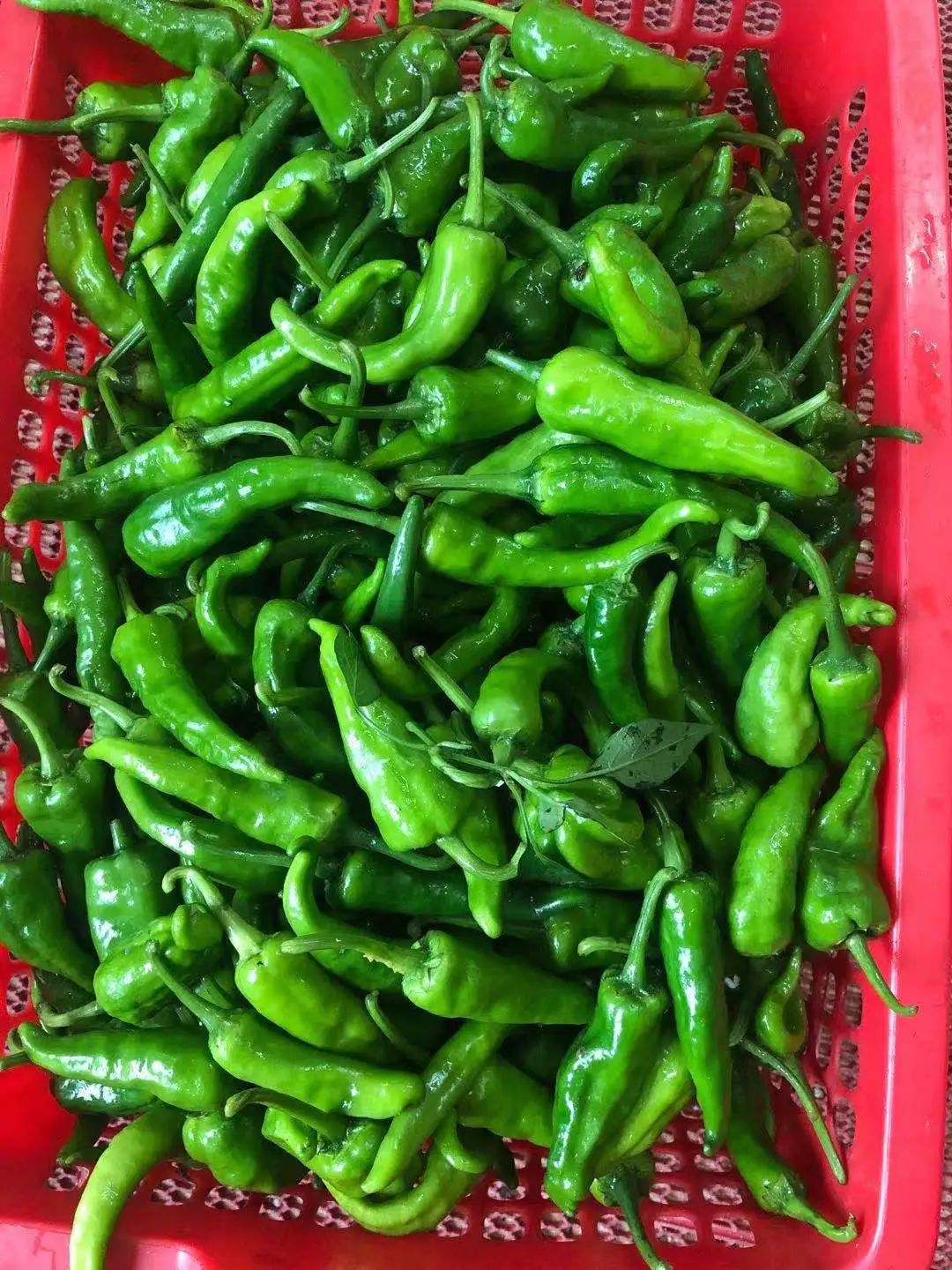 全州至味油锅炸擂土椒