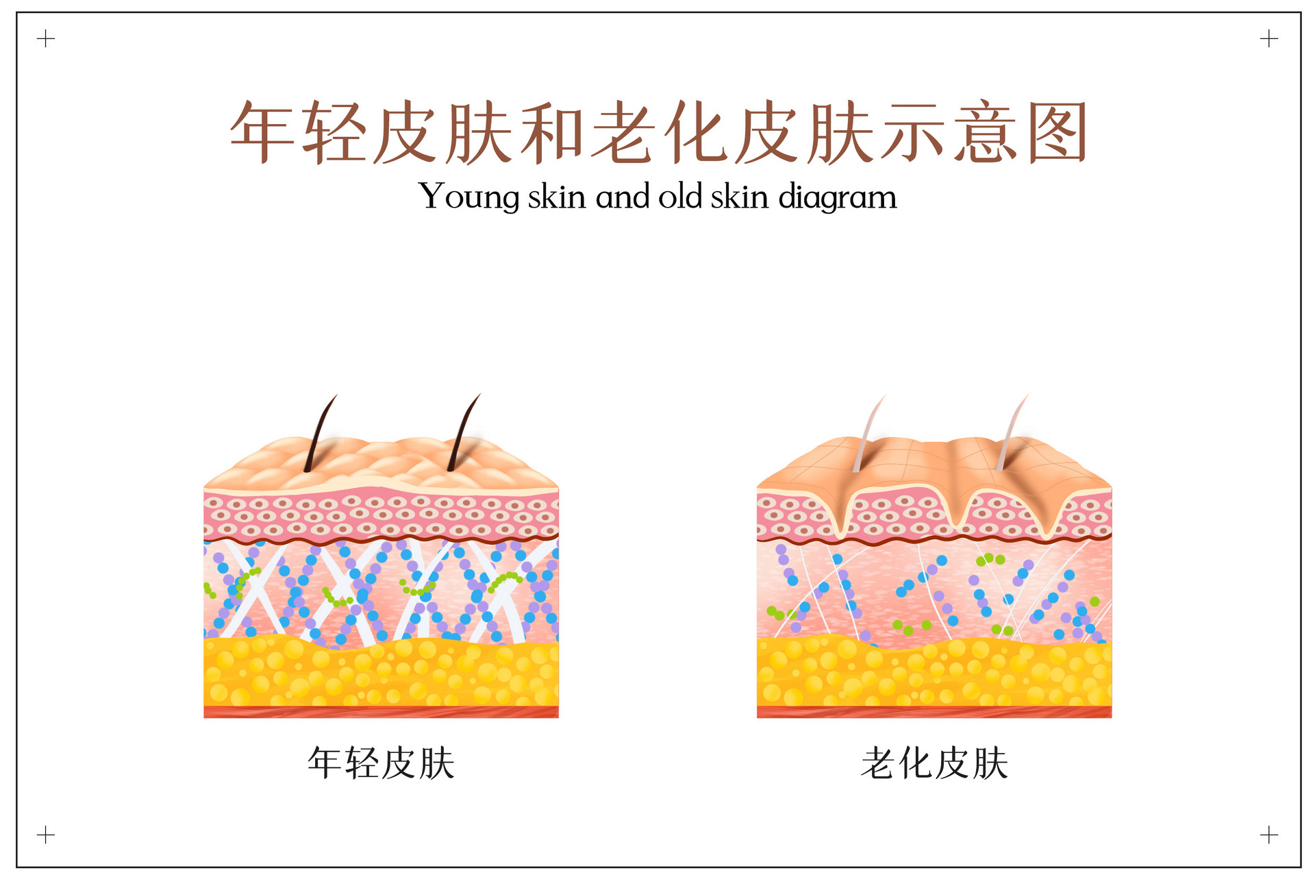 皮肤提前衰老你给细胞喝够水了吗