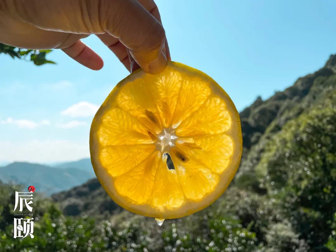 辰颐物语青皮葡萄柚果肉柔嫩多汁爽口略有香气