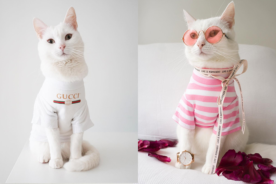 喵星人zappa的日常穿搭,可能比你还会_猫咪