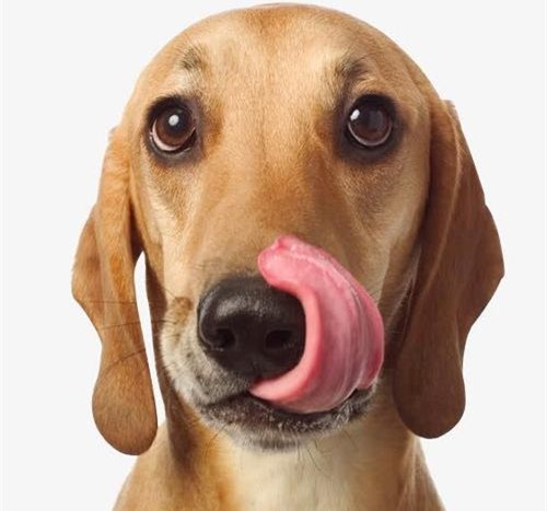 狗狗舌头溃疡怎么好得快