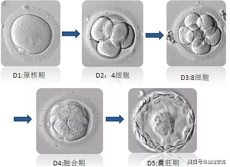 鲜胚,冻胚,囊胚,区别在哪?哪个成功率更高?