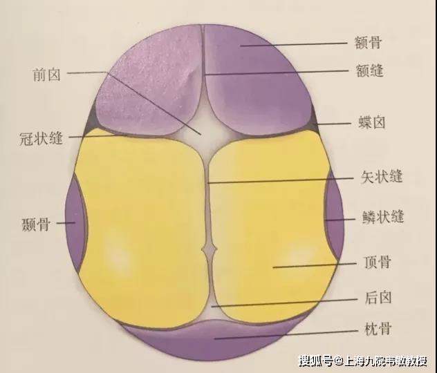 胎儿冠状缝图片图片
