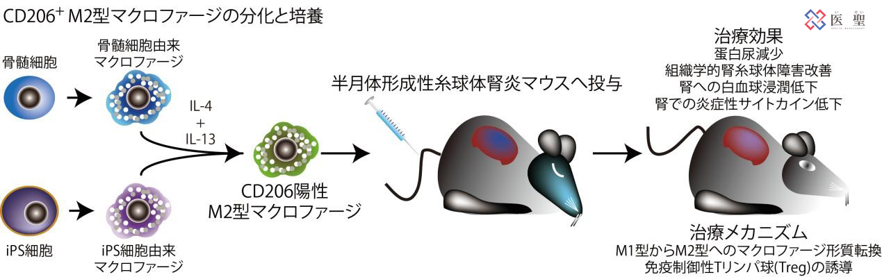 红细胞|ISEI日本干细胞—脂肪由来间充质干细胞治疗急性肾炎