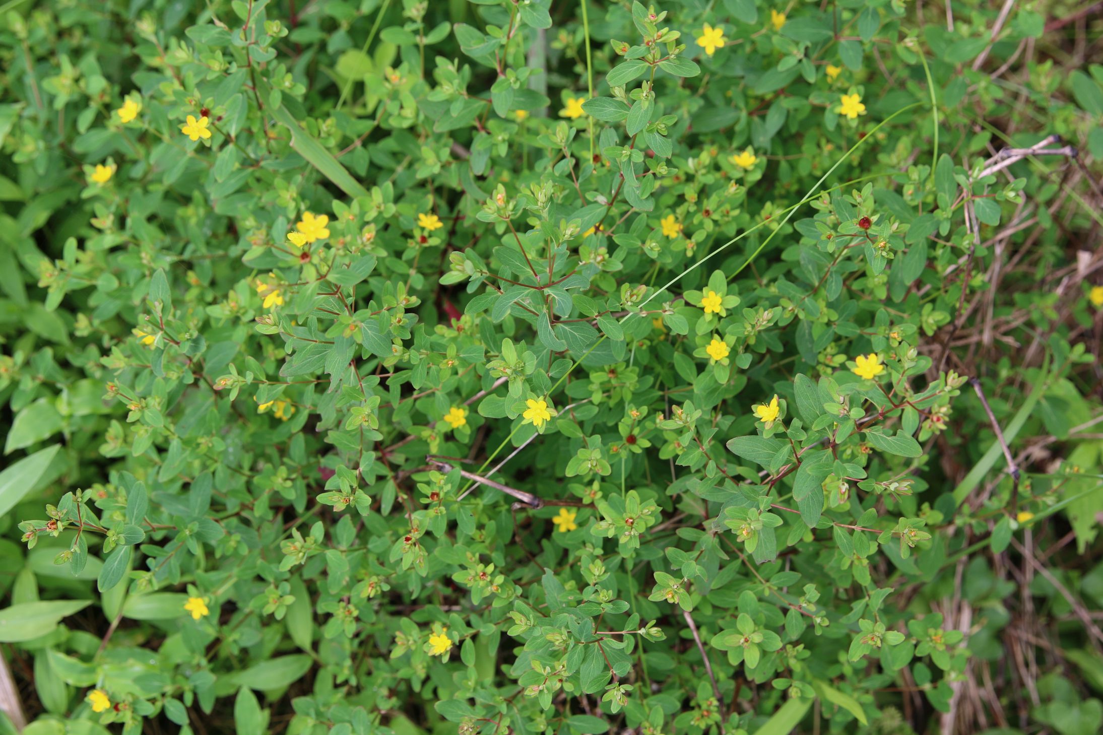 庆元植物1343藤黄科金丝桃属扬子小连翘