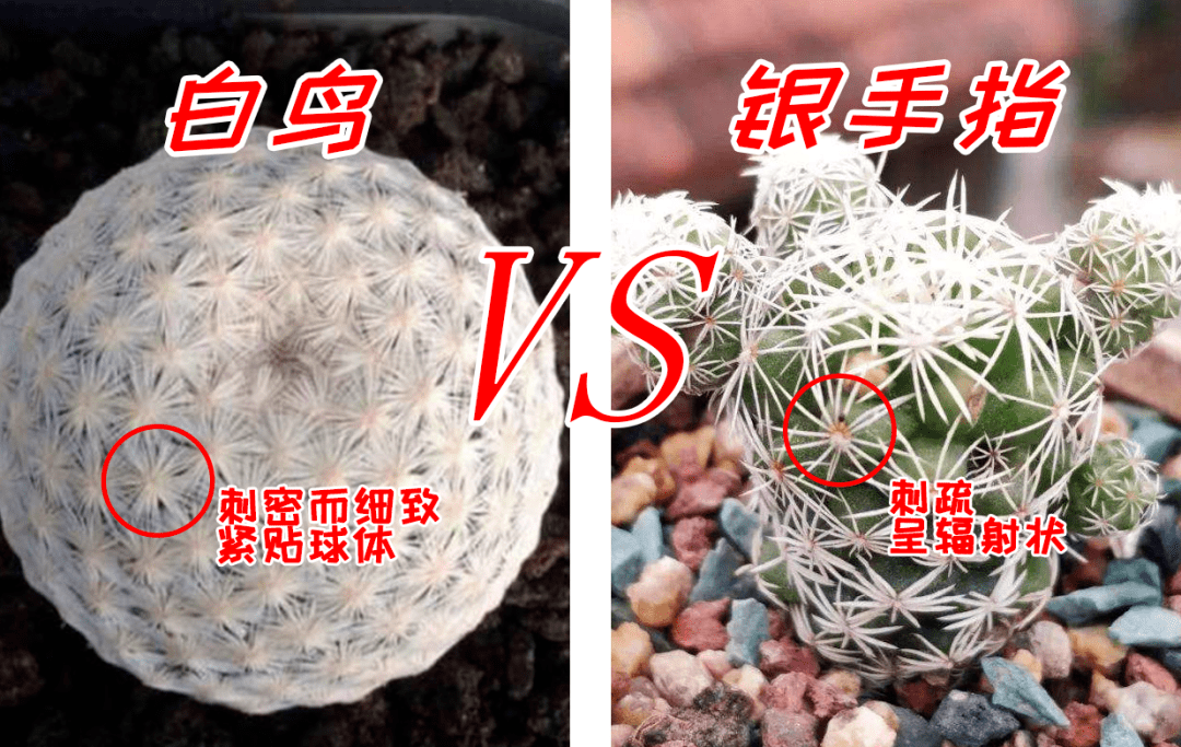 原创你确定认识白鸟多肉吗白鸟和银手指天壤之别别被骗交智商税了