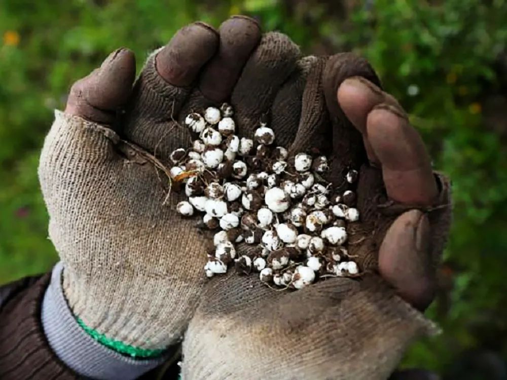 此物"怀中抱月",1600元一斤,民间常用它炖梨,却不知快挖绝了