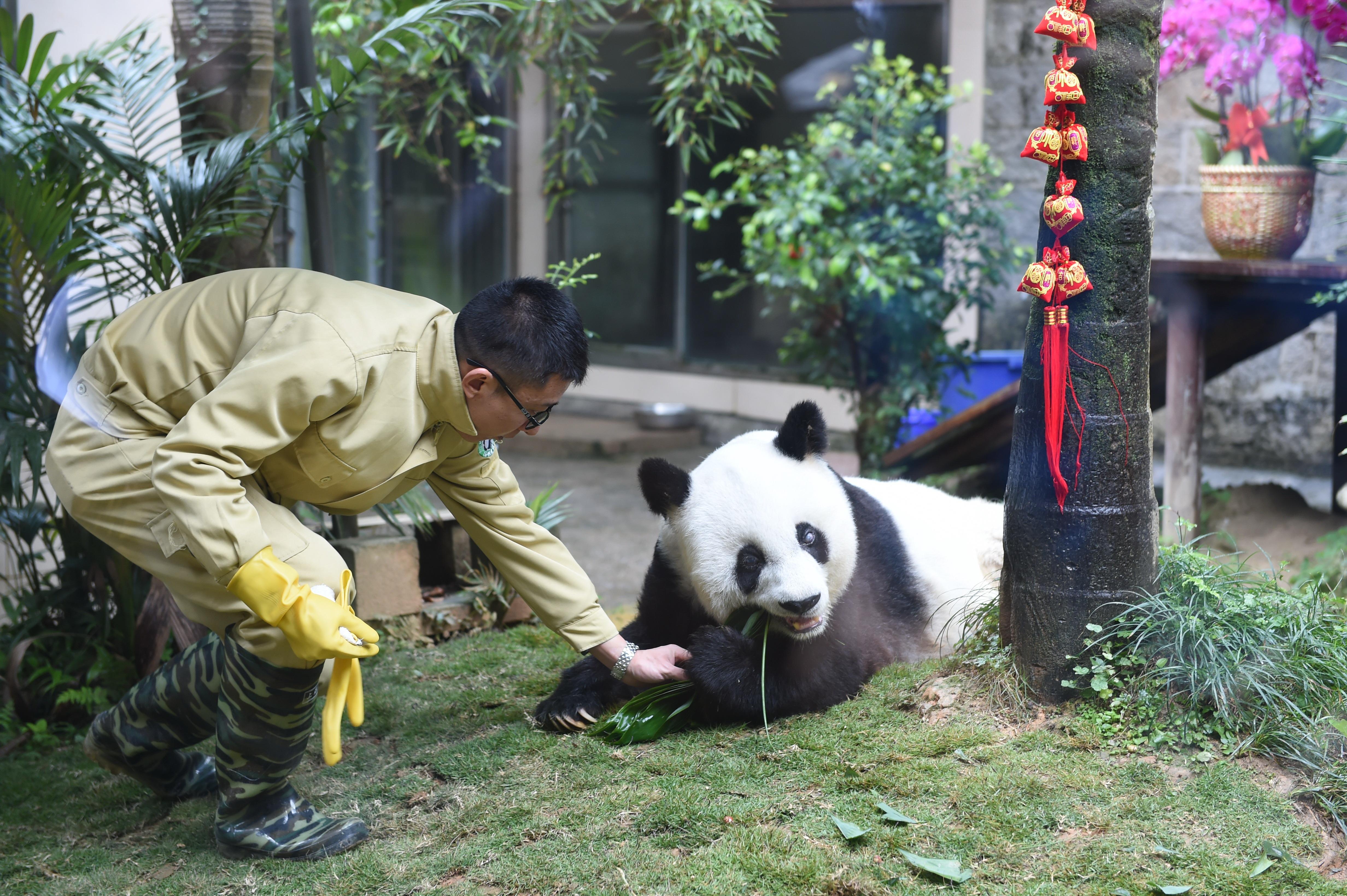 熊猫巴斯和它的专职奶爸