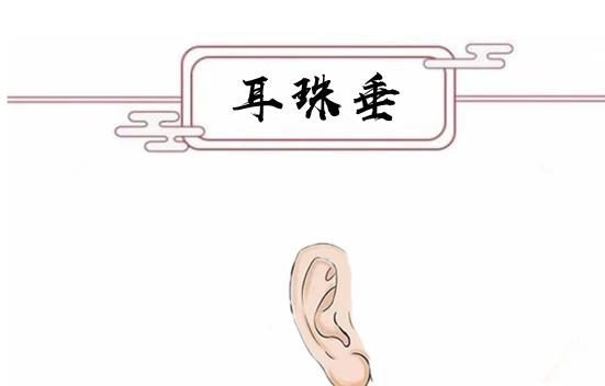 一般耳朵长得轮廓清晰,色泽红润,并且耳有垂珠的女人,性格温和,聪明闲