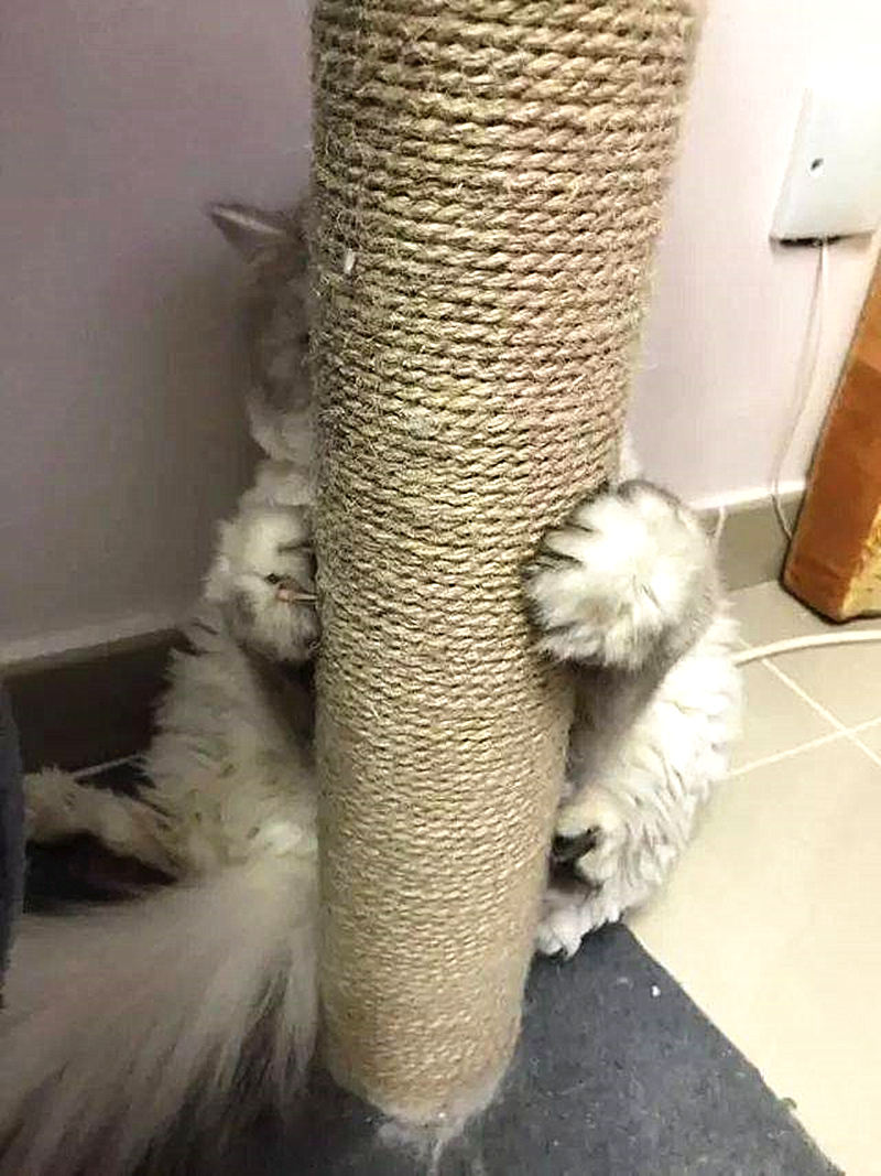 猫咪一直抱着柱子,不肯去洗澡,搞得还以为是要它猫命呢?_主人