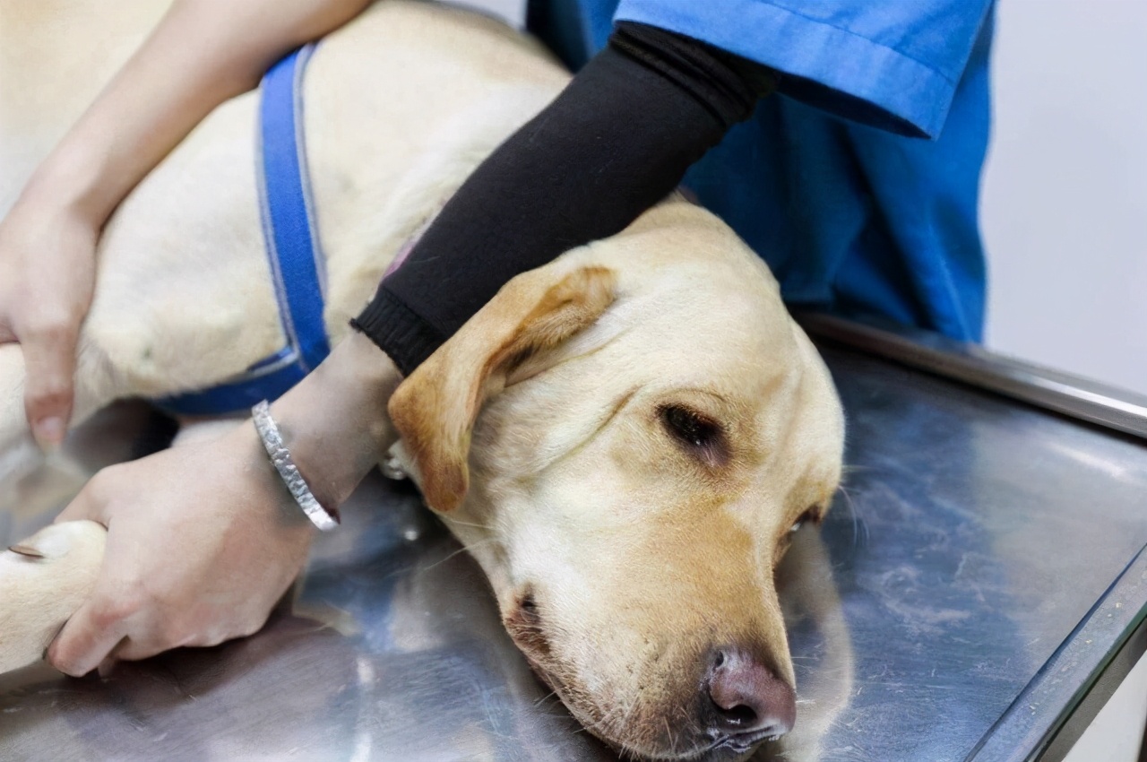 主人做这7件事对狗狗好,对它来说却如同上刑_剪指甲