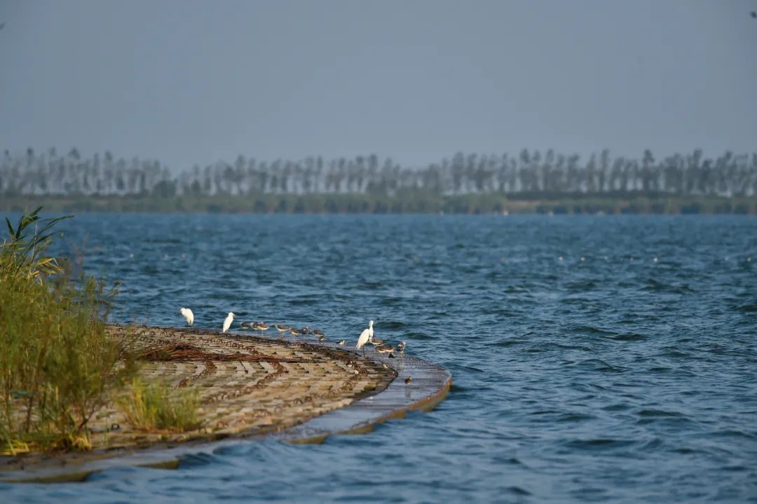 16:00pm新慈湖与海堤一线之隔,田园水泽丰润,树影外海潮消退.