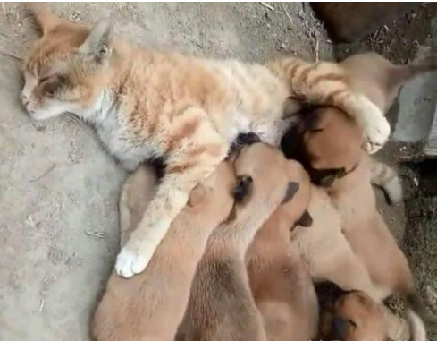 原创小奶狗饿得在生命的尽头徘徊橘猫主动过来喂奶这一幕感动了许多人