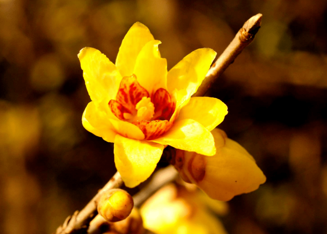 【诗词鉴赏】寒客腊梅迎冬至,冬至之花—腊梅,斗寒傲霜,一股清香!