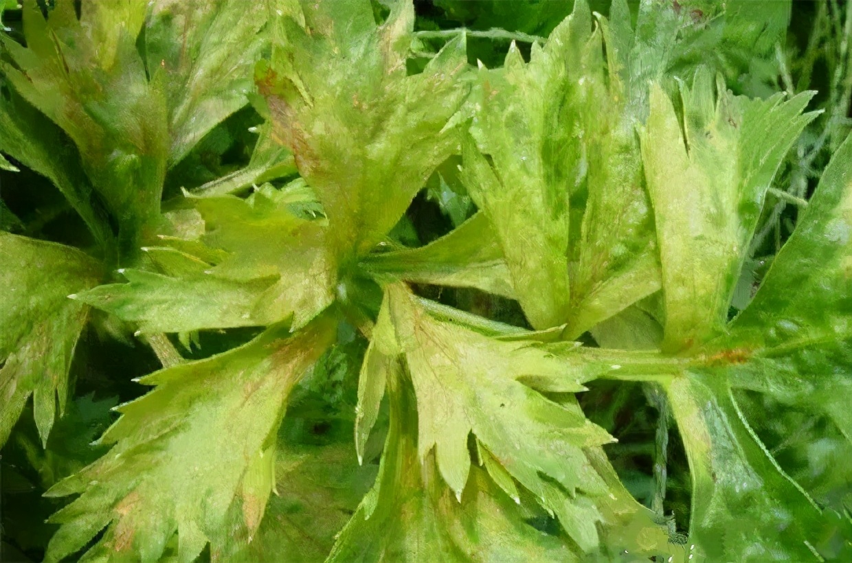 芹菜黄萎病如何防治