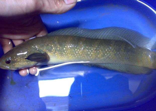 农村有句俗语:家有化骨龙,应为讨债鬼,"化骨龙"是家里的谁呢?