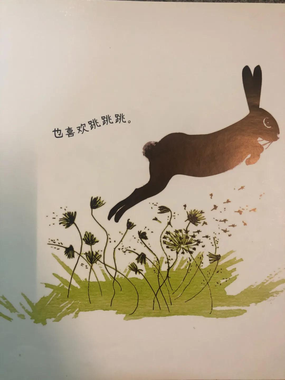 兔子喜欢做的事