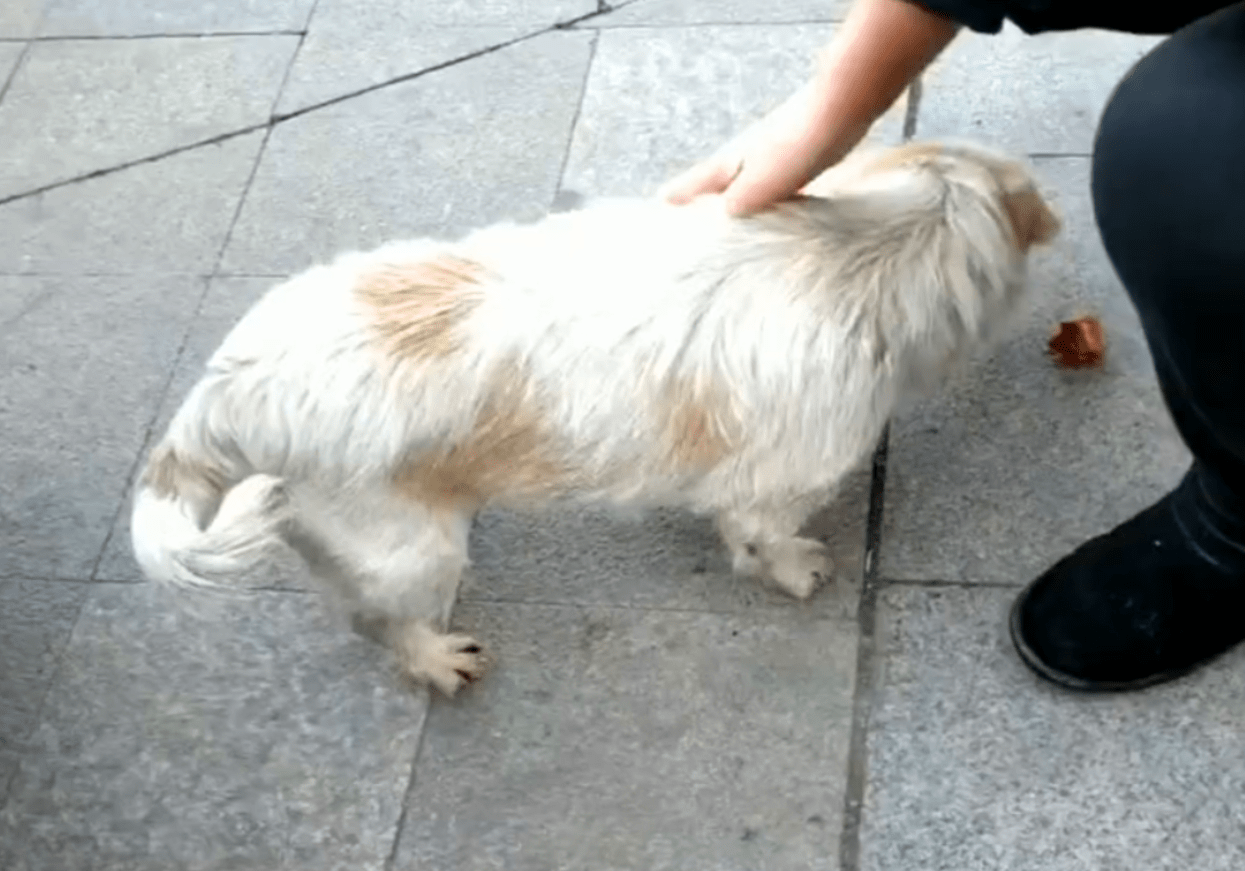 原创主人把狗狗送人,八年后狗狗又找回家,相认时主人当场泪目