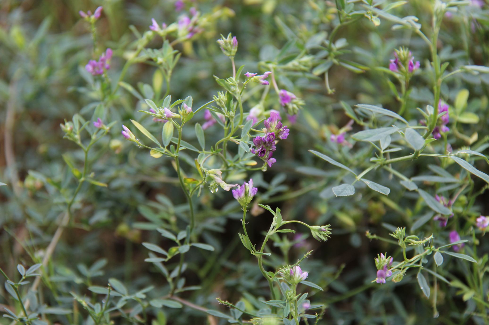 庆元植物1355-豆科-苜蓿属-紫苜蓿_栽培