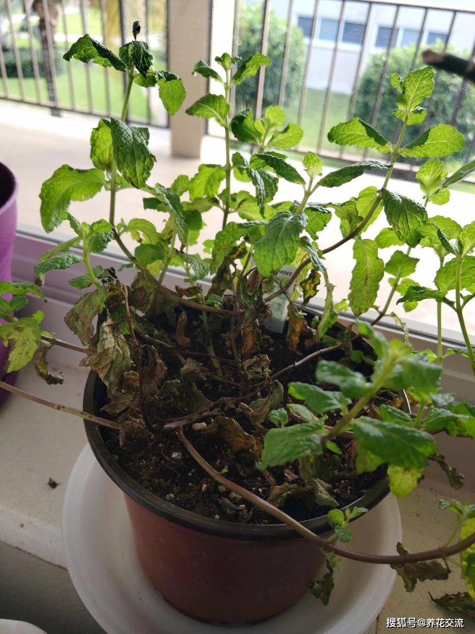 盆栽薄荷叶子莫名其妙就烂掉了,茎黑腐,茎叶枯萎,是什么情况?