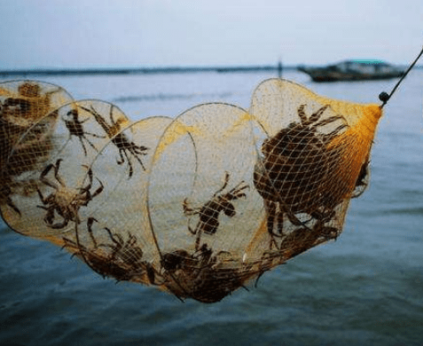 清水|江苏阳澄湖