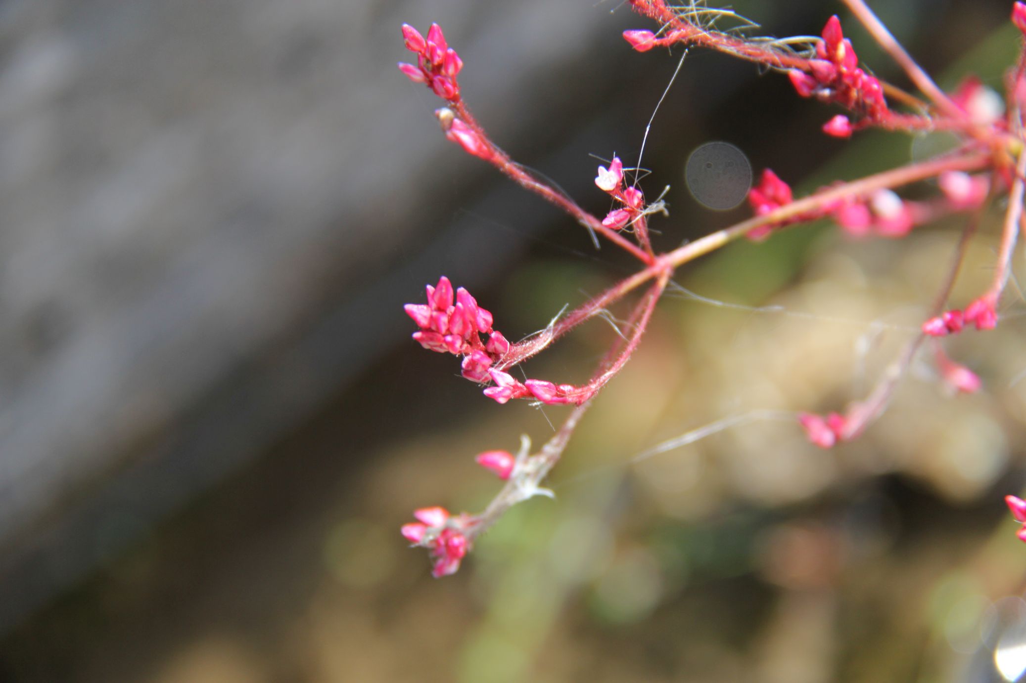 慶元植物1356-蓼科-蓼屬-稀花蓼