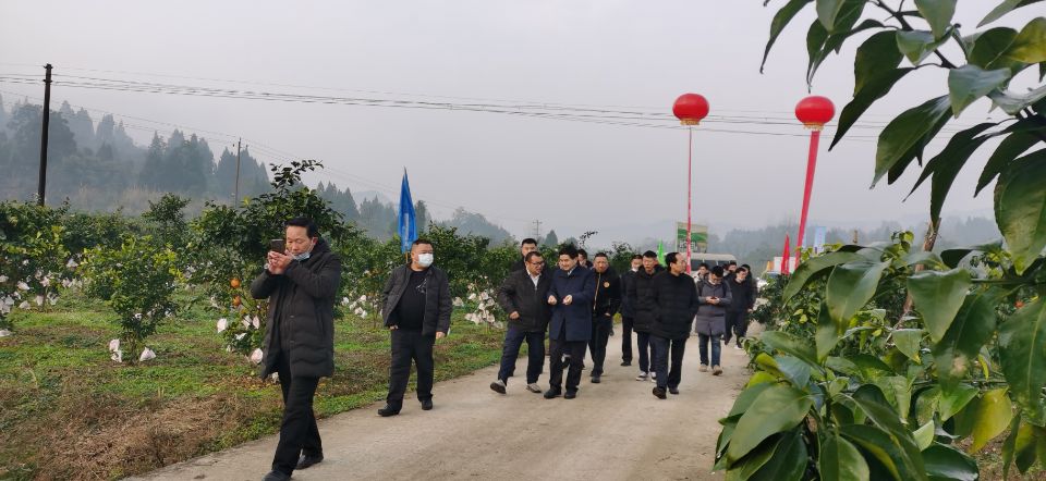 大雅柑价格
