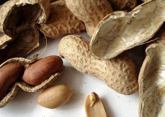 我相信养花的朋友们应该都听过坚果壳是一种养花的绝好材料,它对花卉