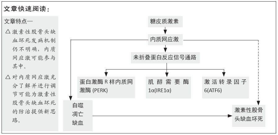 激素性股骨头缺血坏死发病机制中的内质网应激_手机搜狐网