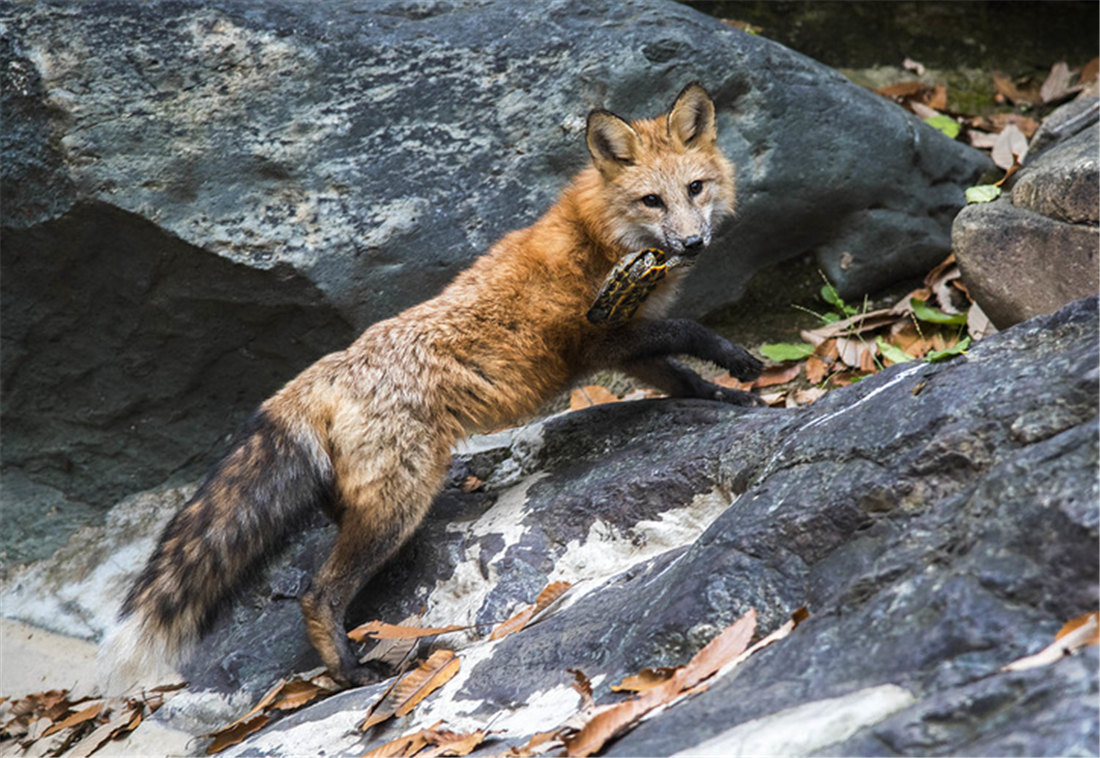 狐狸出没!赤狐潭柘寺晒太阳,白狐房山偷鸡蛋,银狐现身灵山讨食