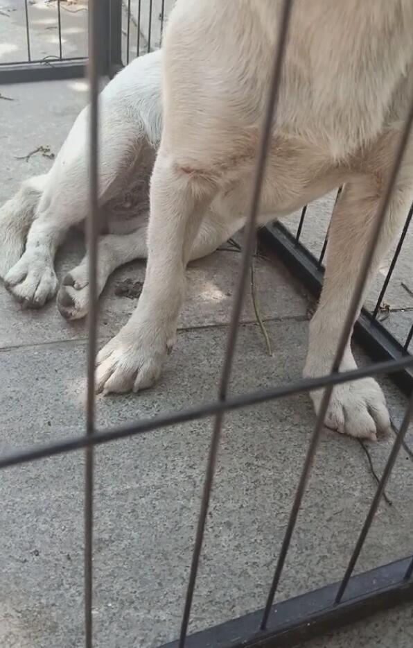 狗狗伤的比较严重,不仅是头部受伤,它的腿部也同样受伤了,后腿都不敢