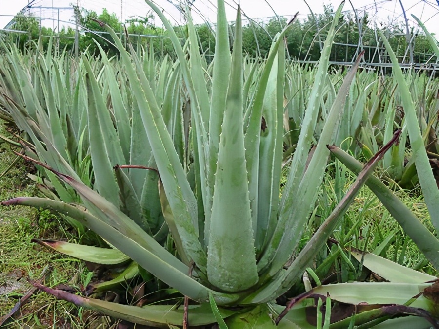 芦荟也是一味中药,你知道吗?它的种植前景如何,一文告诉你答案