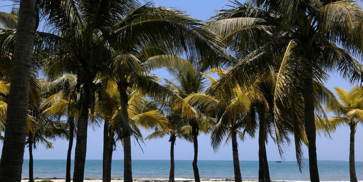 可以在|三亚湾椰梦长廊