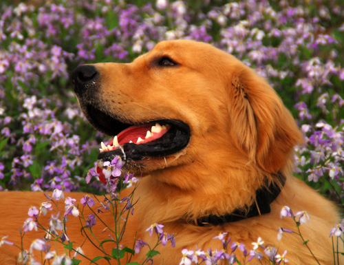 因为黄色的狗狗一般性格都是相对稳定一些,可以帮这人很好的守卫好