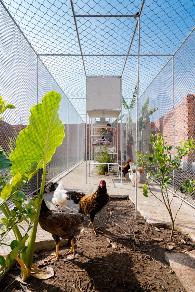 如果你家有个院子也要搭个钢网房在里面养鸡养花生活好自在