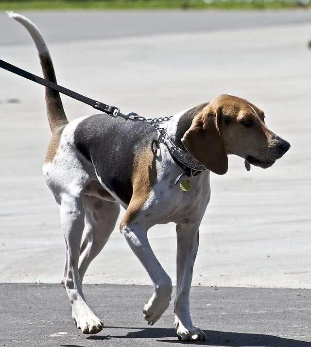 美国沃克猎犬图片