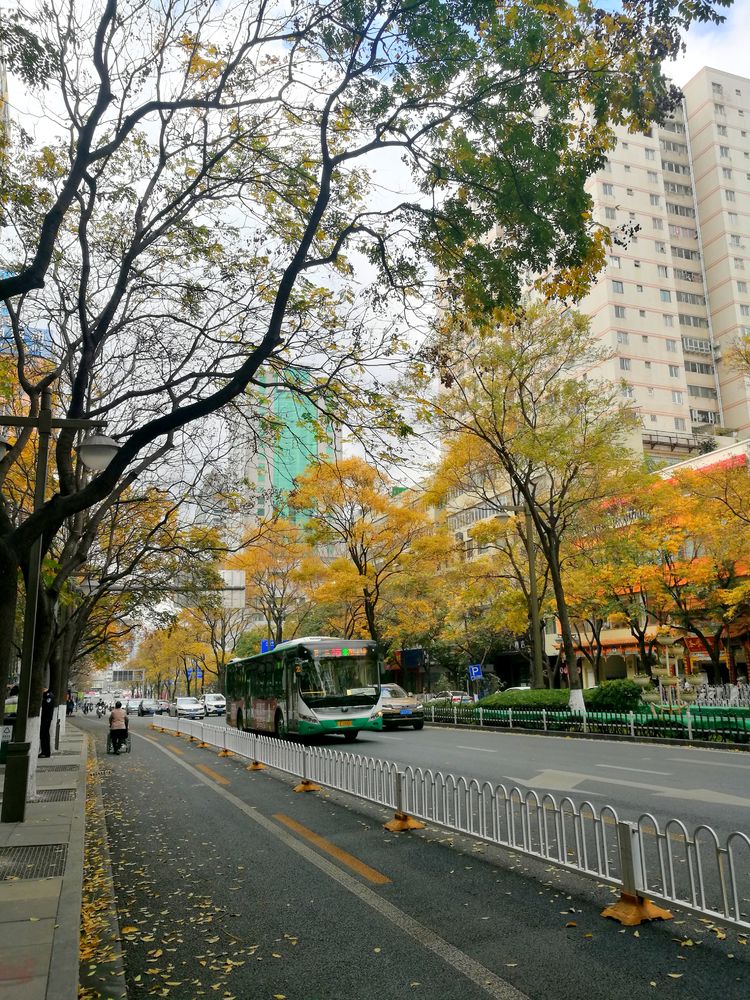 昆明人的冬日乐趣一赏滇朴、遨游书海、吃过桥米线!_搜狐网