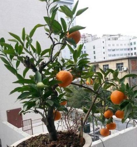 室内盆栽橘子树:自带香味!做好5点,越长越旺,还能开花结果